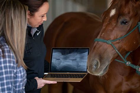 cheapest equine vets in phoenix scottsdale area